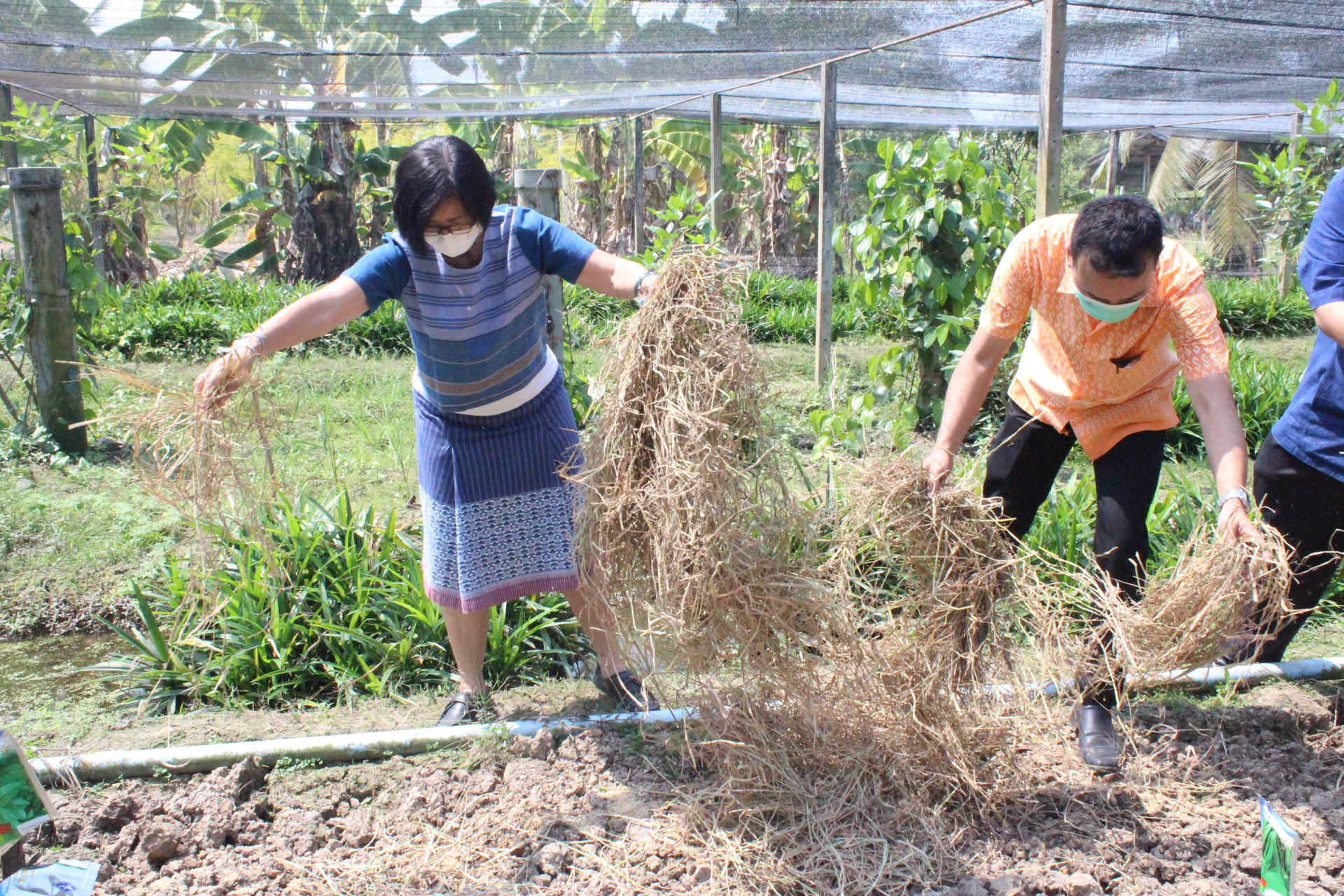 ? ??? พช.สมุทรสาคร สานพลังภาคีเครือข่ายเดินหน้าจัดกิจกรรม “เอามื้อสามัคคี พื้นที่ว่างสร้างอาหาร” และปลูกฝัง “ทักษะวิถีชีวิตใหม่ เยาวชนไทยสร้างอาหารเป็น”???? วันที่ 28 กุมภาพันธ์ 2566 เวลา 13.00 น. ภายใต้การกำกับดูแลของนายณรงค์ รักร้อย ผู้ว่าราชการจังหวัดสมุทรสาคร นางศลิษา ม่วงใหม่ พัฒนาการจังหวัดสมุทรสาคร พร้อมด้วย นายอรรถพงษ์  สงวนเดือน พัฒนาการอำเภอกระทุ่มแบน และเจ้าหน้าที่พัฒนาชุมชน ดำเนินกิจกรรมเอามื้อสามัคคีร่วมกันปรับปรุงพื้นที่ ทำปุ๋ย ปลูกผักสวนครัวในบริเวณแปลงเกษตรของโรงเรียนบ้านท้องคุ้ง ประกอบด้วย ต้นโหระพา คะน้า ผักชี กะเพรา พริกขี้หนู แมงลัก และกวางตุ้ง ต่อยอดกิจกรรมพื้นที่ว่างสร้างอาหาร พร้อมทั้งมอบเมล็ดพันธุ์ผักสวนครัวให้แก่ นายประศาสน์ เยี่ยมสวัสดิ์ ผู้ใหญ่บ้านหมู่ 6 เพื่อเป็นการน้อมนำแนวพระราชดำริของสมเด็จพระกนิษฐาธิราชเจ้า กรมสมเด็จพระเทพรัตนราชสุดาฯ สยามบรมราชกุมารี เพื่อสร้างความมั่นคงทางอาหาร ประจำปีงบประมาณ พ.ศ. 2566 โดยได้รับความร่วมมือจากภาคีเครือข่ายการพัฒนาในพื้นที่ประกอบด้วย ผู้นำชุมชน ครูและนักเรียนโรงเรียนบ้านท้องคุ้ง ร่วมกิจกรรมซึ่งเป็นการปลูกฝังให้มี “ทักษะวิถีชีวิตใหม่ เยาวชนไทยสร้างอาหารเป็น” พร้อมเติบโตเป็นผู้ใหญ่ที่มีคุณภาพต่อไปในอนาคต ณ แปลงเกษตรของโรงเรียนบ้านท้องคุ้ง หมู่ 6 ตำบลท่าเสา อำเภอกระทุ่มแบน จังหวัดสมุทรสาคร