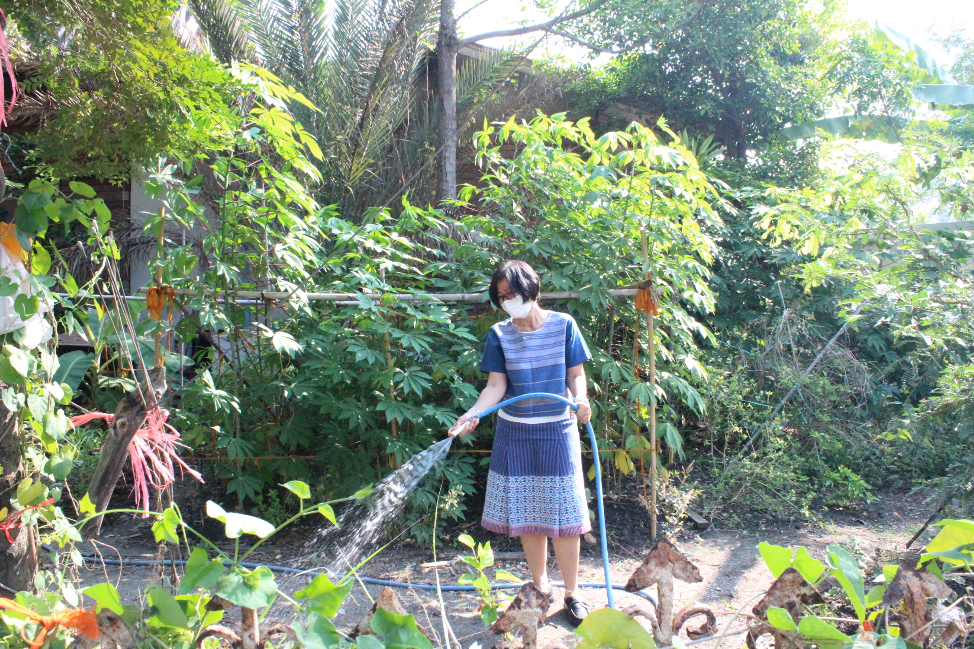 ? ??? พช.สมุทรสาคร สานพลังภาคีเครือข่าย “บวร” เดินหน้าจัดกิจกรรม “เอามื้อสามัคคี พื้นที่ว่างสร้างอาหาร”? ??? วันที่ 28 กุมภาพันธ์ 2566 เวลา 09.00 น. ภายใต้การกำกับดูแลของนายณรงค์ รักร้อย ผู้ว่าราชการจังหวัดสมุทรสาคร นางศลิษา ม่วงใหม่ พัฒนาการจังหวัดสมุทรสาคร พร้อมด้วย นางสาวเมธิดา หิรัญบูรณะ พัฒนาการอำเภอบ้านแพ้ว และเจ้าหน้าที่พัฒนาชุมชน ดำเนินกิจกรรมเอามื้อสามัคคีร่วมกันปลูกผักสวนครัวในบริเวณวัดประทุมทองรัตนาราม ประกอบด้วย ต้นมัลเบอร์รี่ ต้นขี้เหล็ก ต้นแค มะเขือ พริกขี้หนูสวน พริกกะเหรี่ยง มะละกอ และชะอม ต่อยอดกิจกรรมพื้นที่ว่างสร้างอาหาร พร้อมทั้งถวายเมล็ดพันธุ์ผักสวนครัวแด่เจ้าอาวาสวัดประทุมทองรัตนาราม  เพื่อเป็นการน้อมนำแนวพระราชดำริของสมเด็จพระกนิษฐาธิราชเจ้า กรมสมเด็จพระเทพรัตนราชสุดาฯ สยามบรมราชกุมารี สร้างความมั่นคงทางอาหาร สู่ปฏิบัติการปลูกผักสวนครัวเพื่อสร้างความมั่นคงทางอาหาร ประจำปีงบประมาณ พ.ศ. 2566 โดยได้รับความร่วมมือจากภาคีเครือข่ายการพัฒนาในพื้นที่ประกอบด้วย ผู้นำชุมชน รวมถึงประชาชนในพื้นที่ร่วมกิจกรรม ณ วัดประทุมทองรัตนาราม หมู่ที่ 2 ตำบลหนองสองห้อง อำเภอบ้านแพ้ว จังหวัดสมุทรสาคร